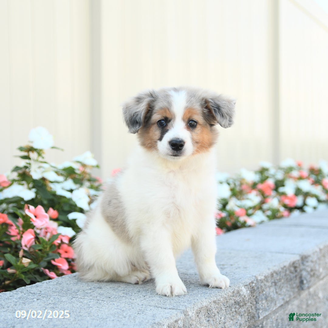 Miniature Australian Shepherd dogs for sale: Jett - Ad 1