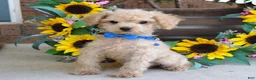 Toy Poodle dogs for sale: Preston - Ad 3