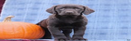 Labrador Retriever dogs for sale: Jessica  - Ad 3