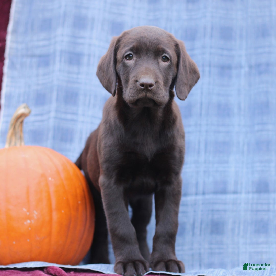 Labrador Retriever dogs for sale: Jessica  - Ad 3