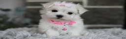 Maltipoo dogs for sale: Angel - Ad 10