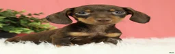 Miniature Dachshund dogs for sale: Pepper 🍩 - Ad 8