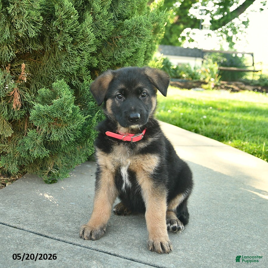 Mixed Breed dogs Robin  - Ad 2