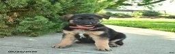 Mixed Breed dogs for sale: Robin  - Ad 2