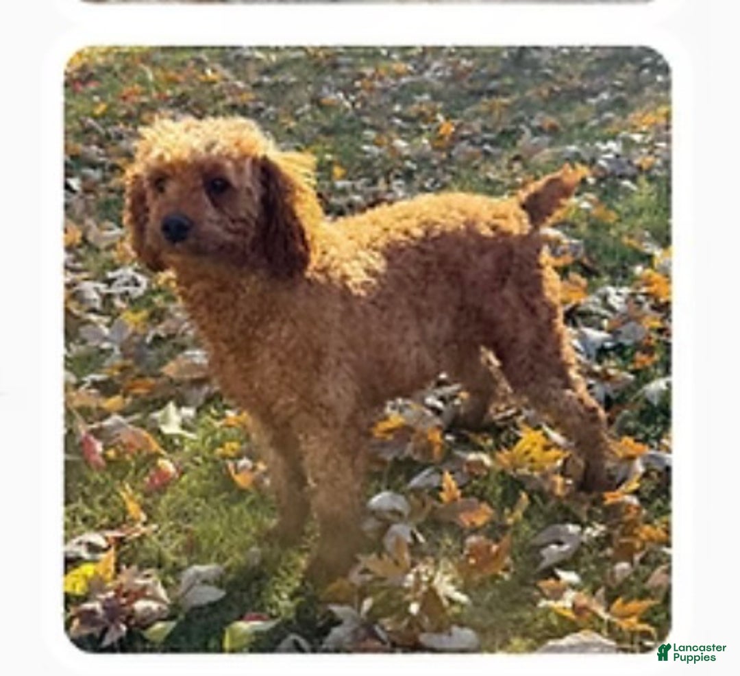 Mixed Breed dogs for sale: Mixed Breed Puppy 2 - Ad 2