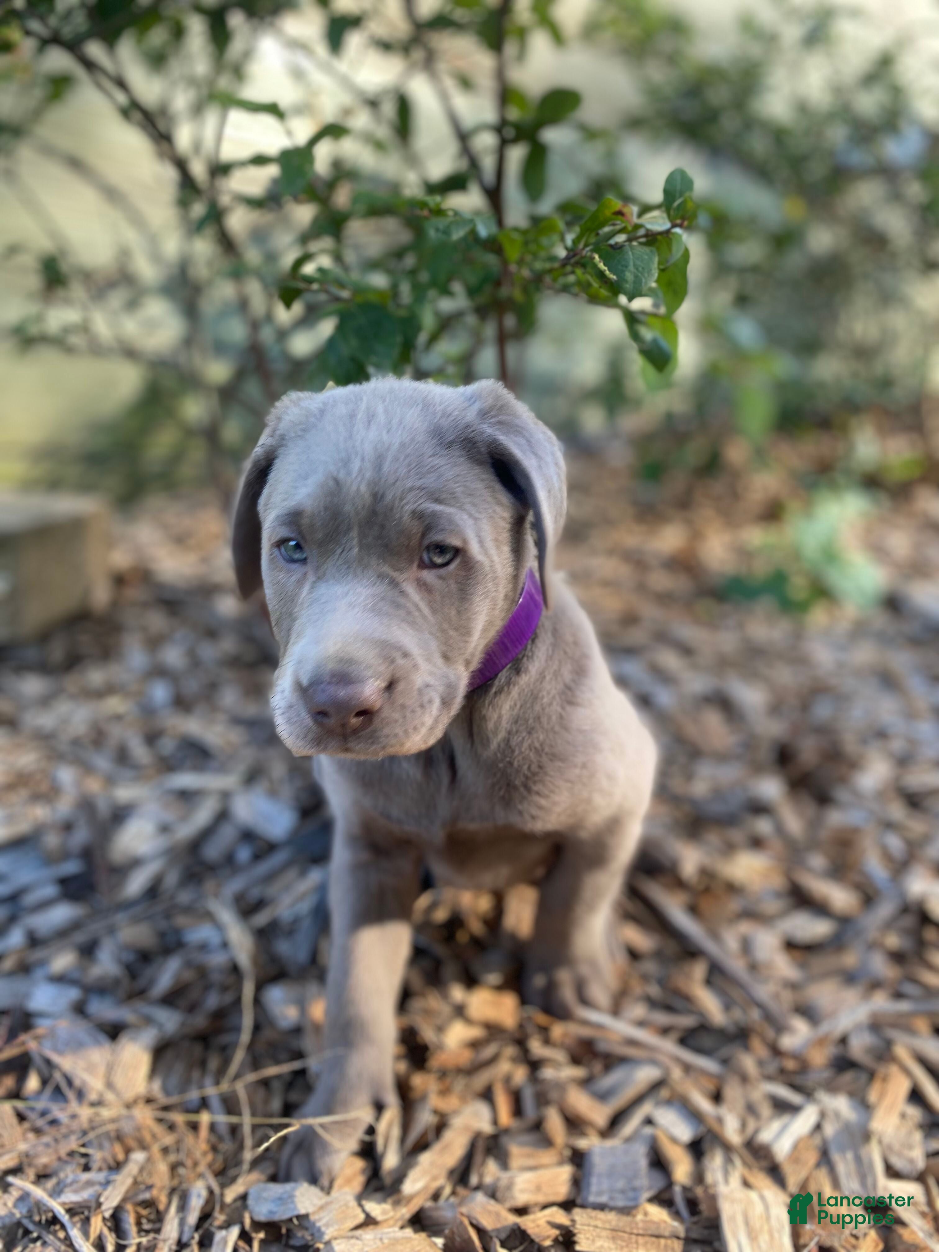 Labrador Retriever dogs Harley - Ad 1