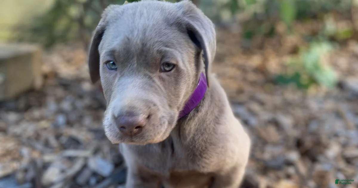 Rit Rever Labrador Retriever Puppies for sale | Lancaster Puppies
