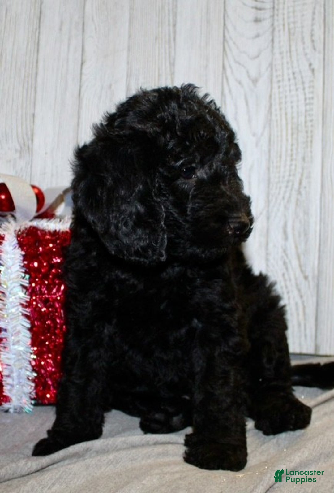 Mixed Breed dogs for sale: Duke - Ad 6