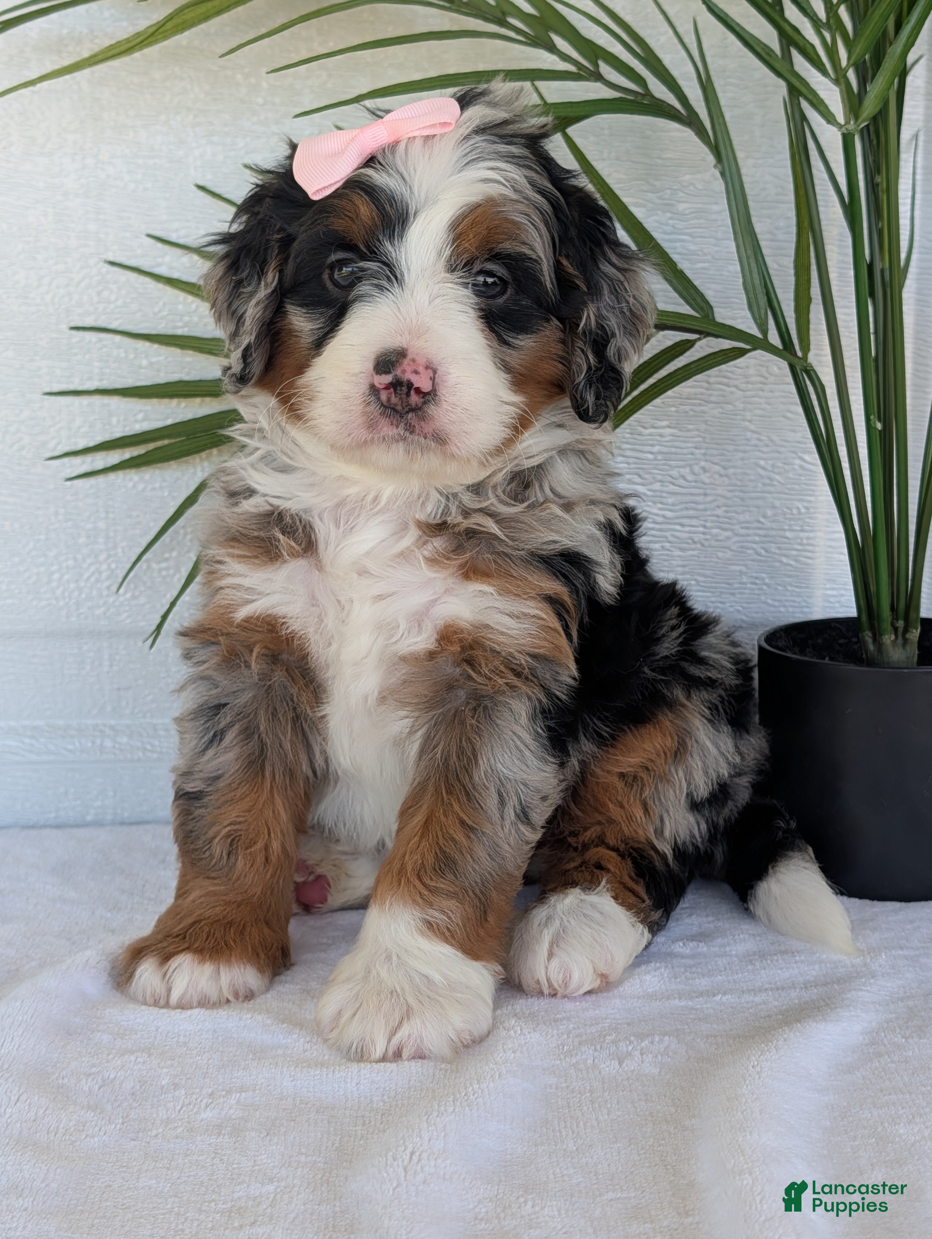 Mini Bernedoodle dogs Mini Annie  - Ad 1