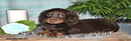 Miniature Dachshund dogs for sale: Cooper - Ad 4