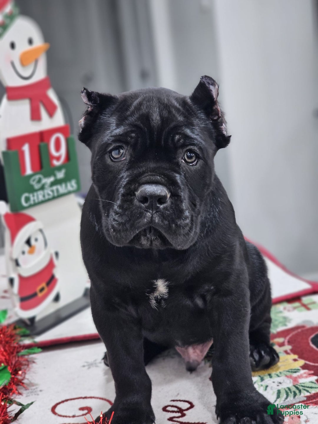 Cane Corso dogs for sale: ZEUS - Ad 5