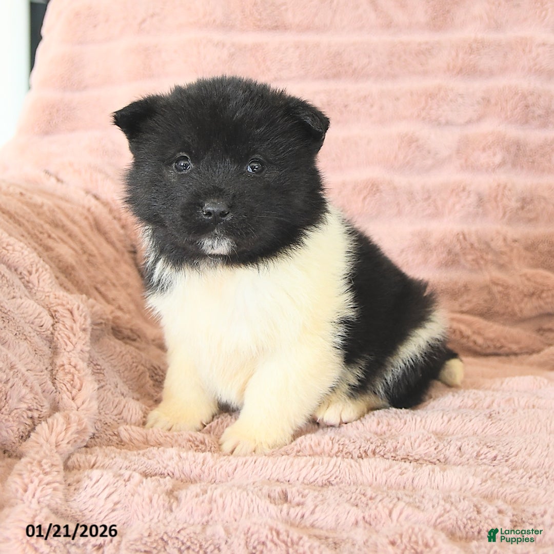 Akita dogs for sale: Frost  - Ad 4