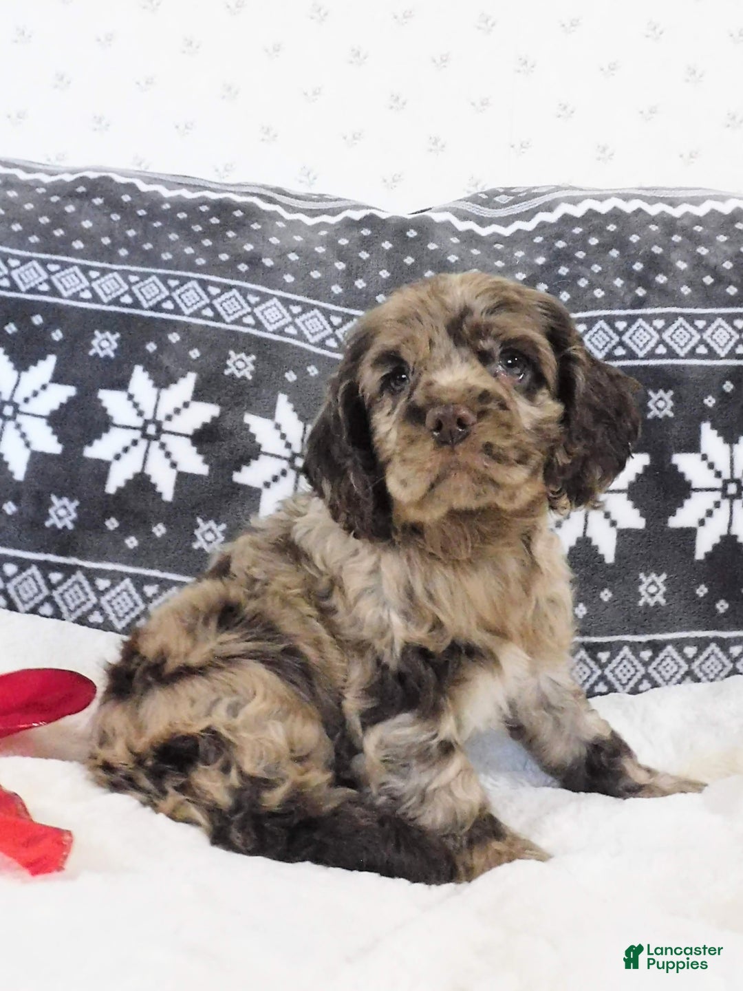 Cocker Spaniel dogs for sale: Butterscotch  - Ad 4