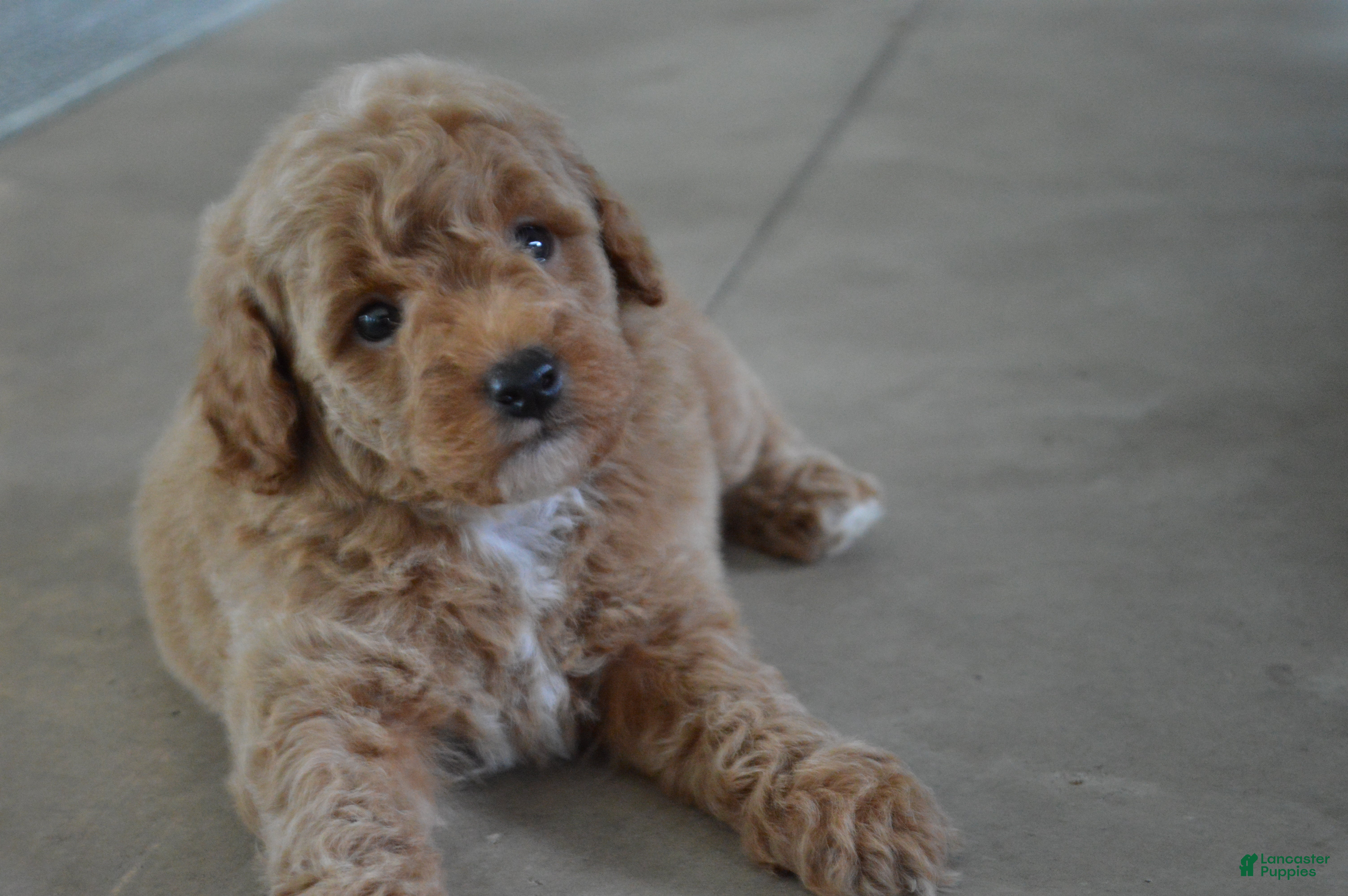 Mini Goldendoodle dogs Remmy - Ad 1