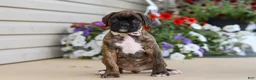 Boxer dogs for sale: Layla - Ad 3