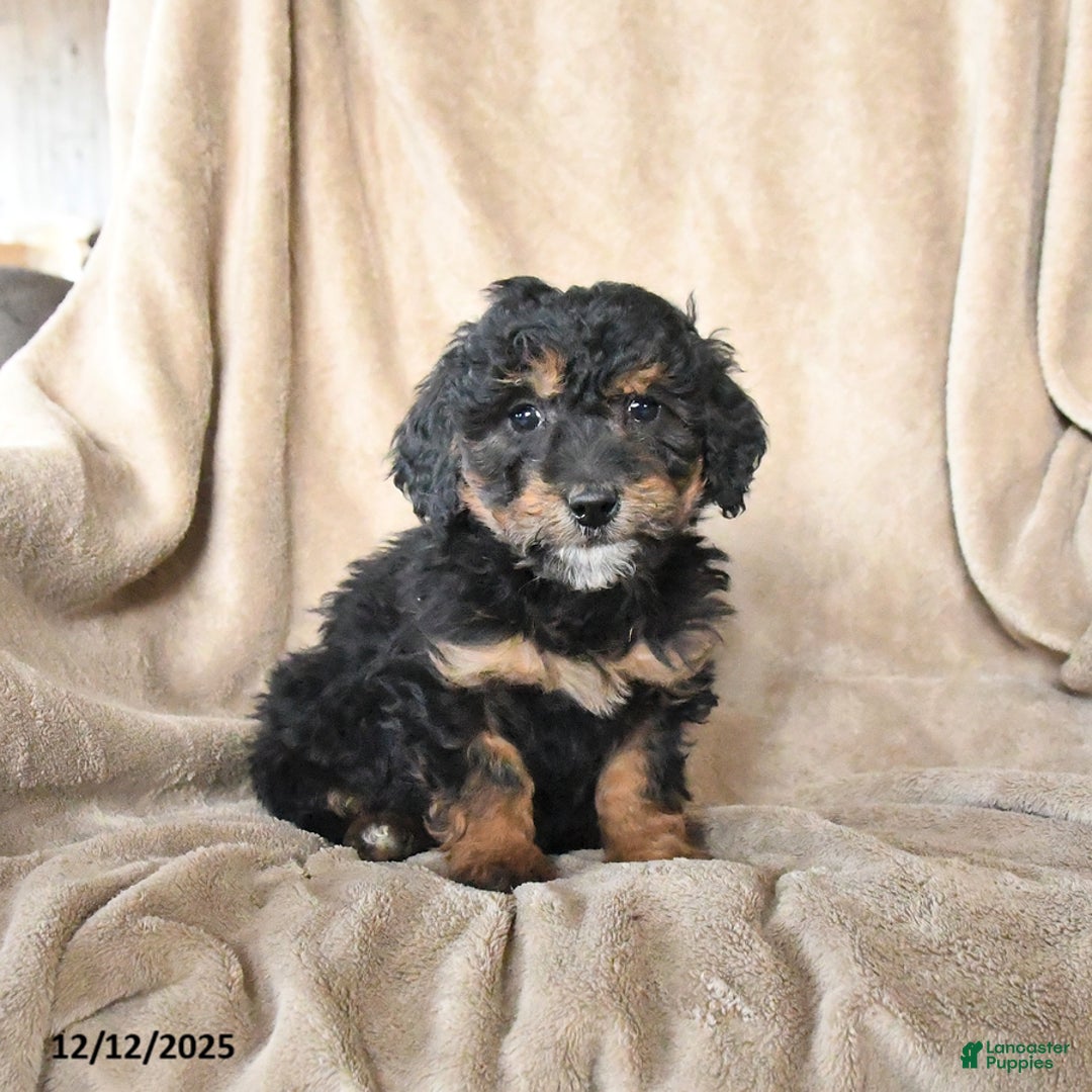Mini Bernedoodle dogs for sale: Velvet - Ad 3