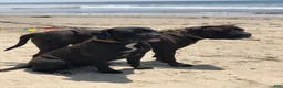 Cane Corso dogs for sale: Cane Corso 1 - Ad 5