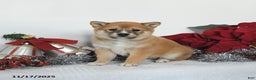 Shiba Inu dogs for sale: Ginger - Ad 1