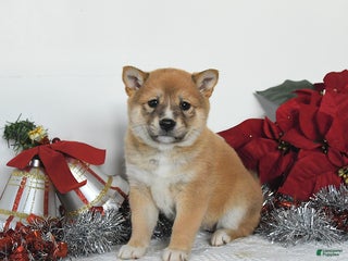 Shiba Inu dogs Ginger - Ad 15