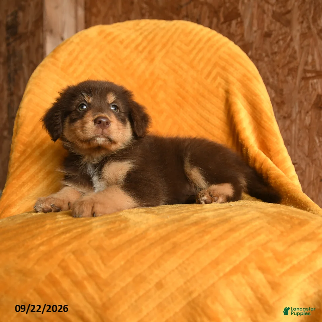 Mixed Breed dogs for sale: Sunny  - Ad 3