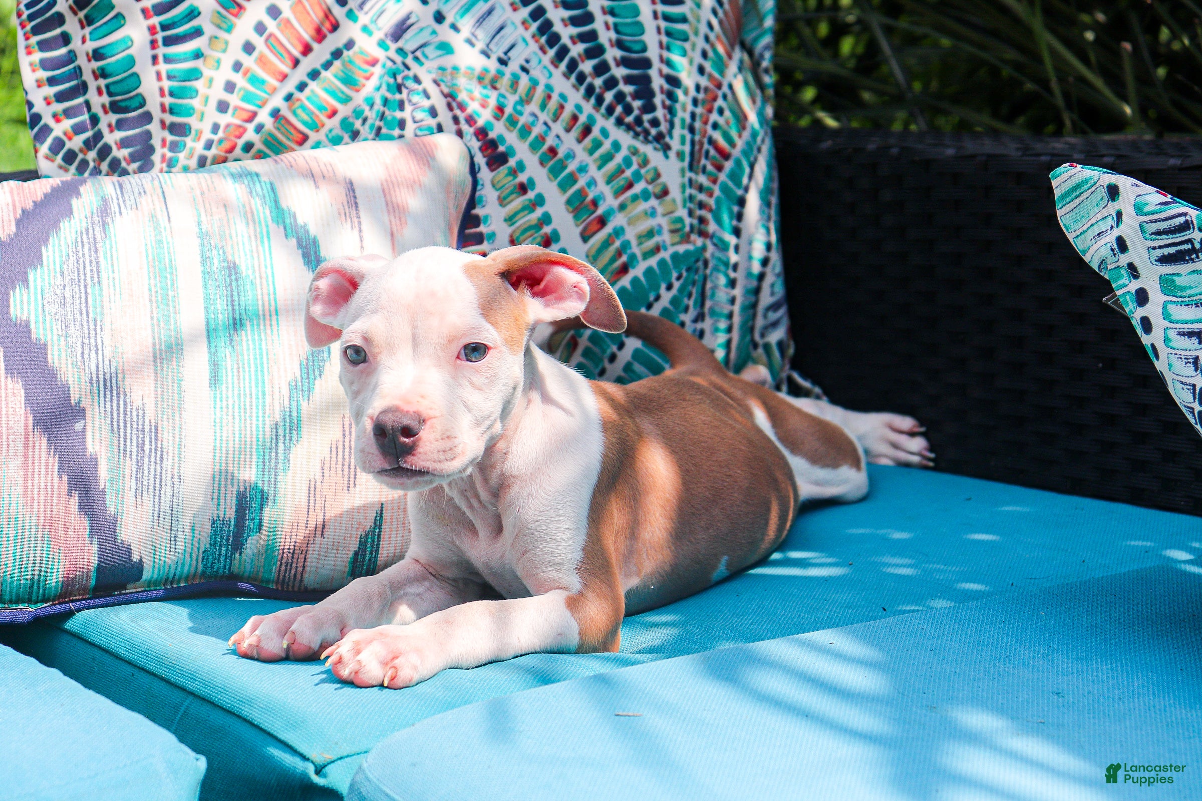 American Bully dogs Mara - Ad 27