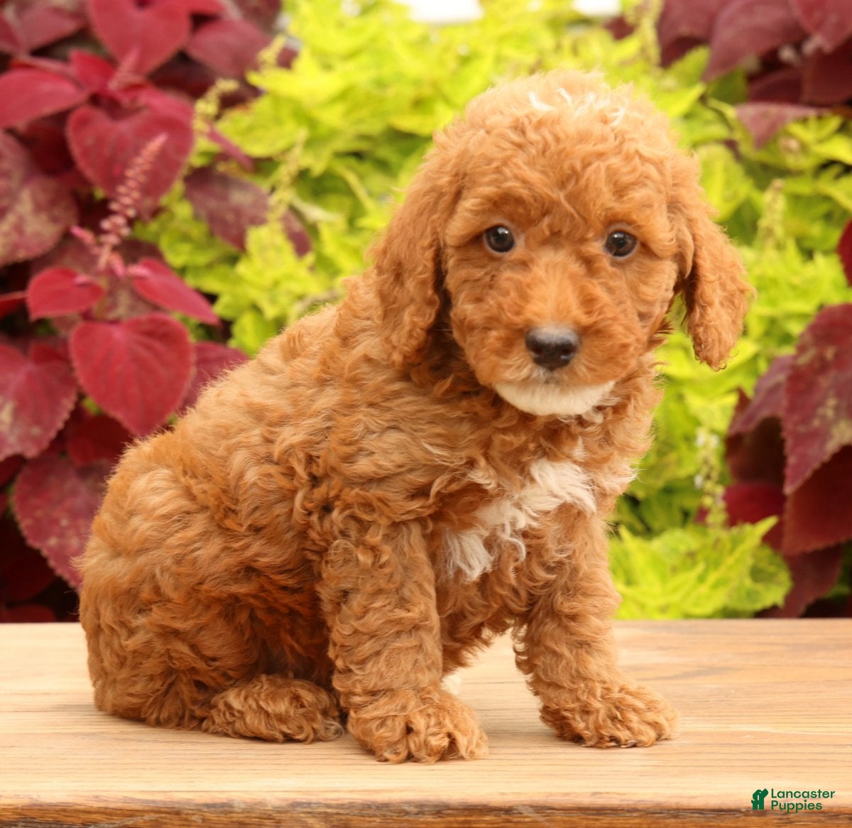Miniature Poodle dogs Tommy - Ad 1