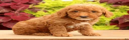 Miniature Poodle dogs for sale: Tommy - Ad 1