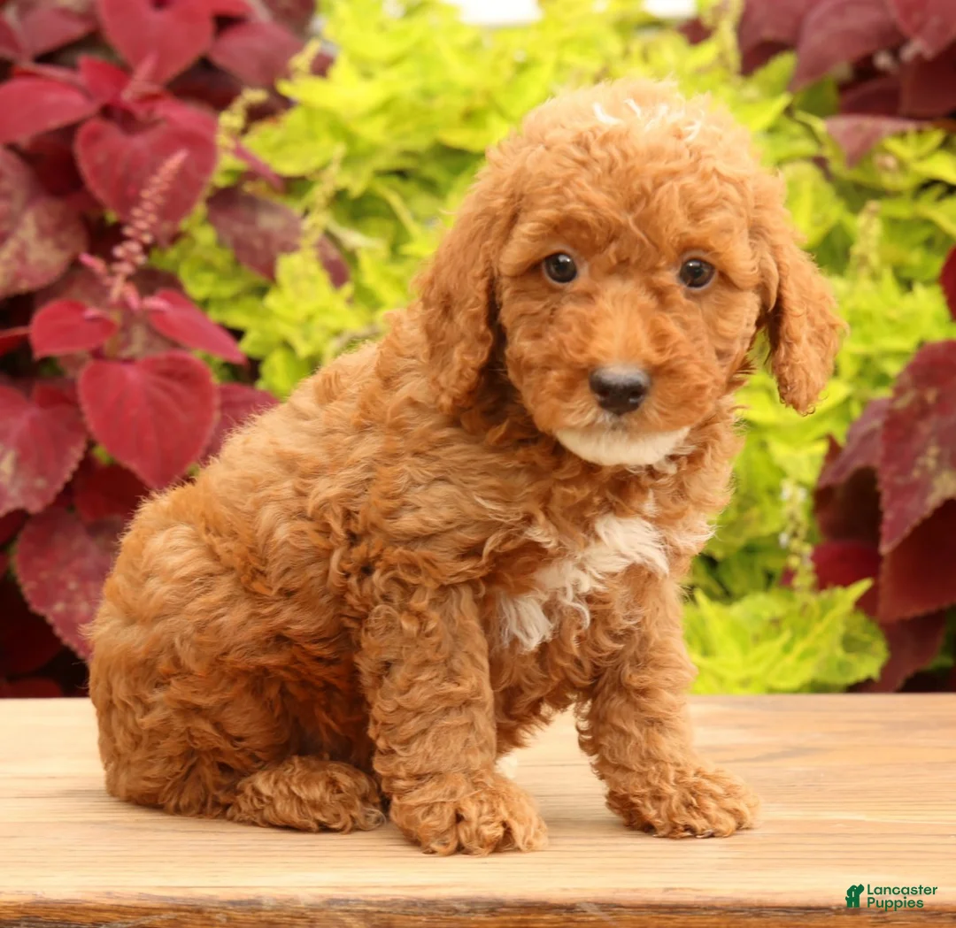 Miniature Poodle dogs for sale: Tommy - Ad 1