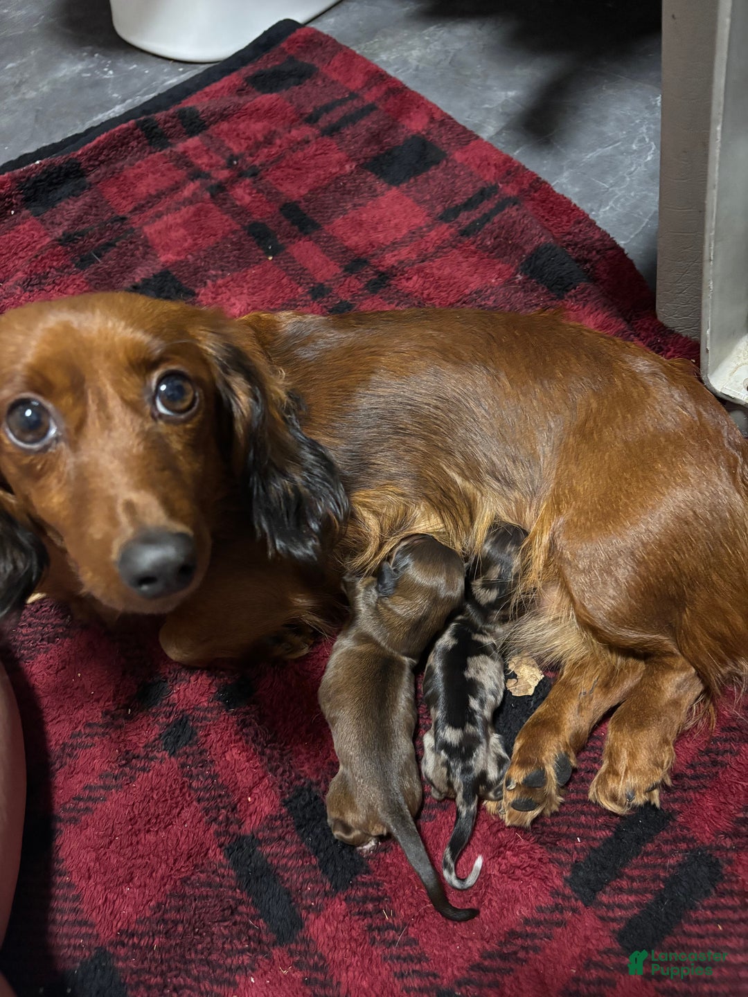 Dachshund dogs for sale: Robyn - Ad 8