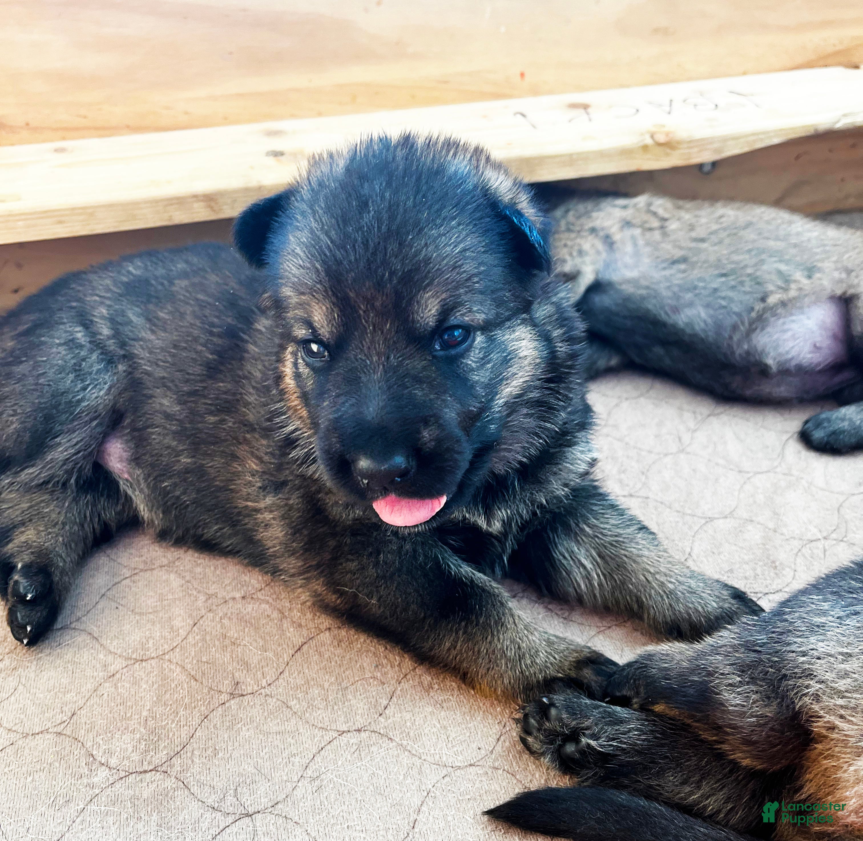 German Shepherd dogs Yellow Girl - Ad 40