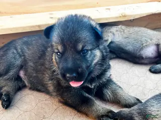 German Shepherd dogs Yellow Girl - Ad 40