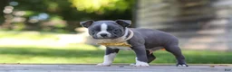 Boston Terrier dogs for sale: Russell - Ad 4