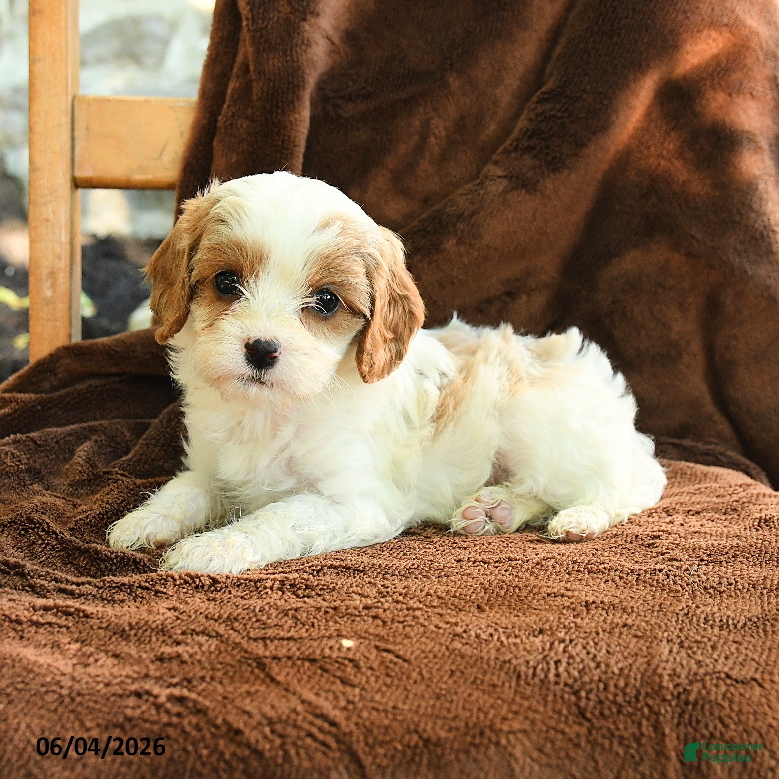Cavapoo dogs Marlene - Ad 2
