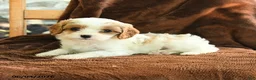 Cavapoo dogs for sale: Marlene - Ad 2
