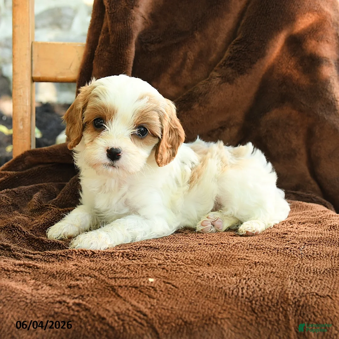 Cavapoo dogs for sale: Marlene - Ad 2