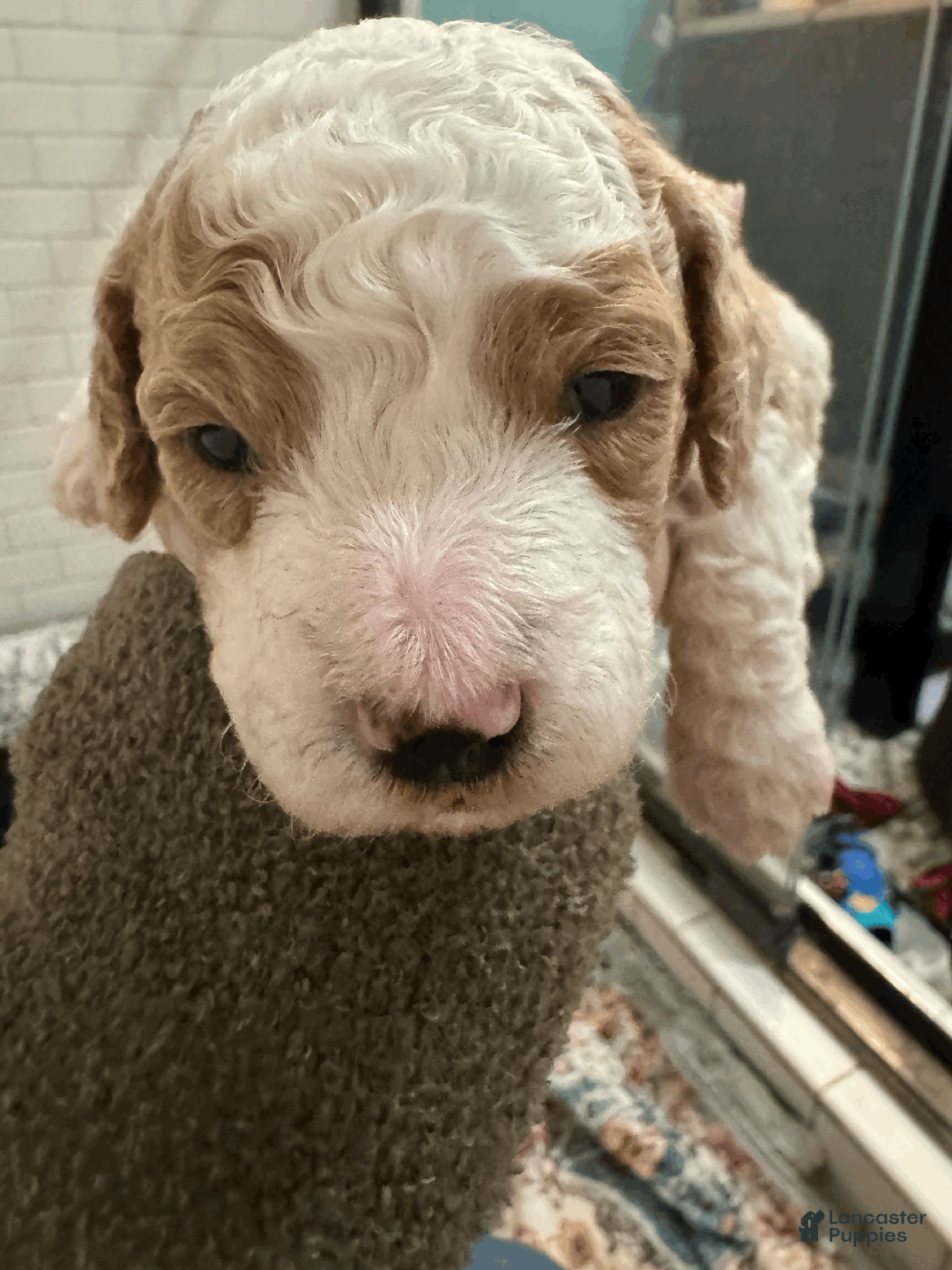 Mini Bernedoodle dogs for sale: Mini Bernedoodle Casey - Ad 2