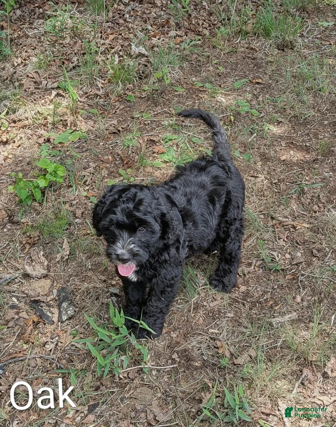 Mixed Breed dogs for sale: Oak - Ad 2