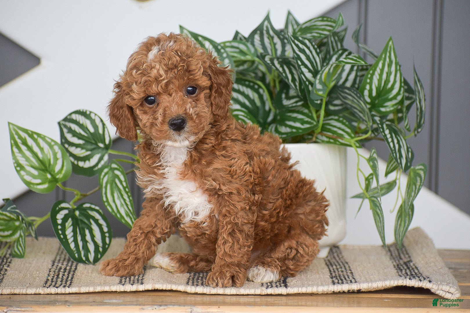 Miniature Poodle dogs for sale: Owen - Ad 1