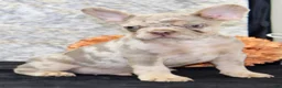 French Bulldog dogs for sale: Ernie Male AKC French Bulldog - Ad 5