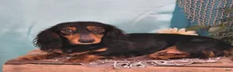 Miniature Dachshund dogs for sale: Jake - Ad 6