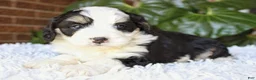 Mini Bernedoodle dogs for sale: Luna - Ad 5