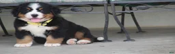 Bernese Mountain Dog dogs for sale: Yellow Collar Girl - Ad 3