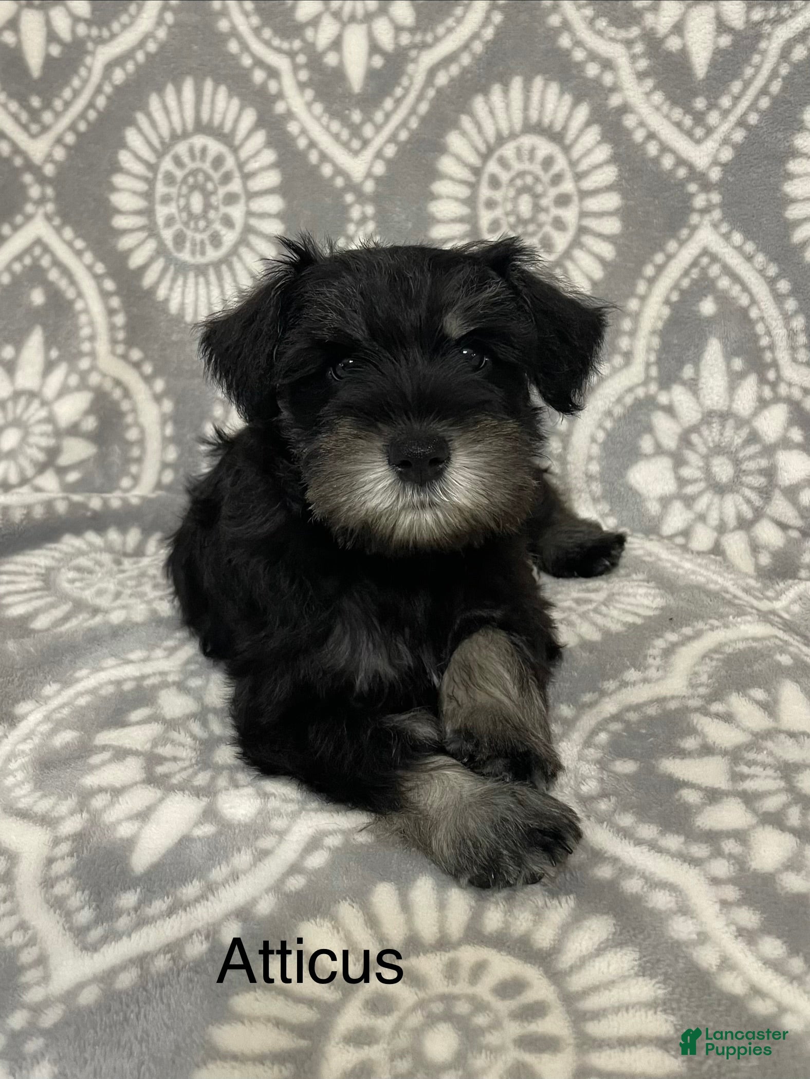 Miniature Schnauzer dogs Miniature Schnauzer 2 Atticus - Ad 1
