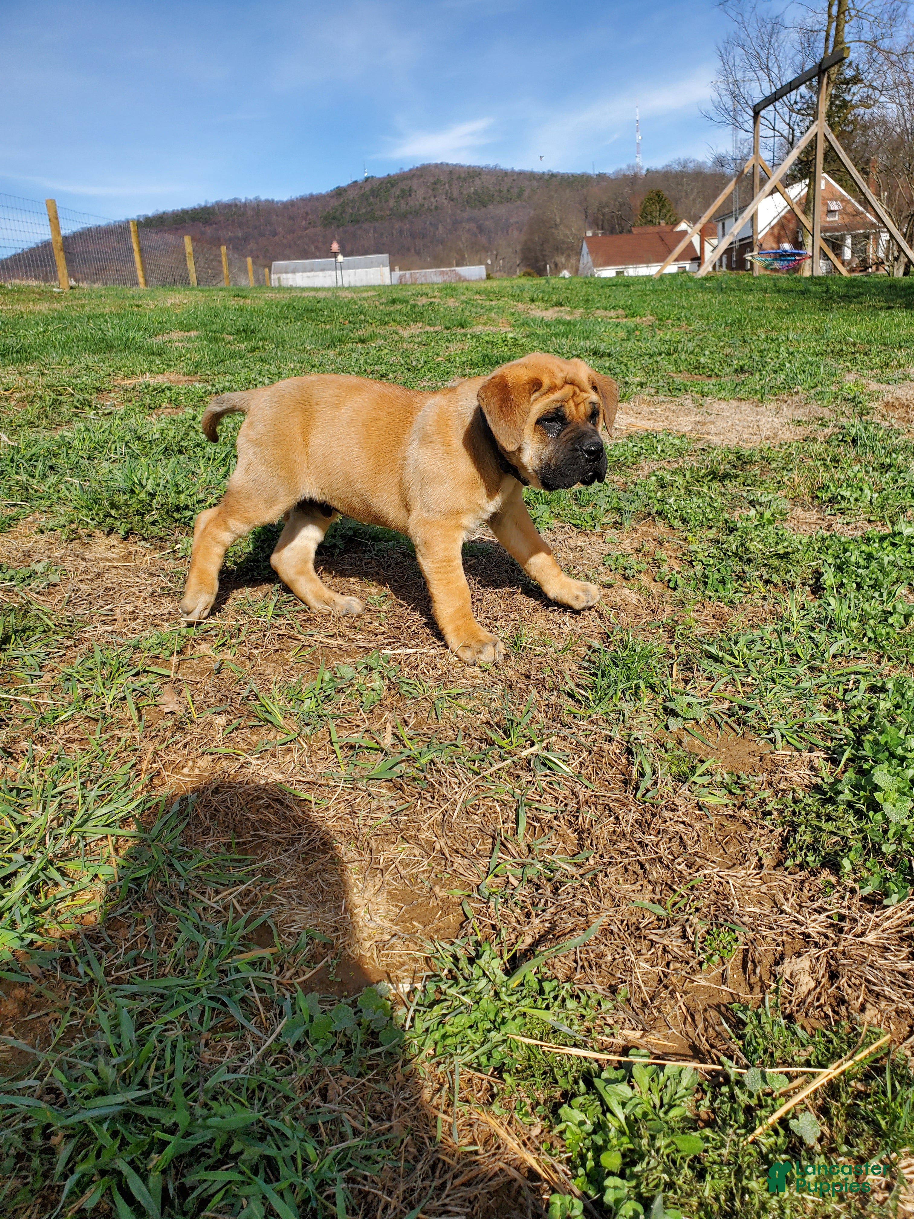 English Mastiff dogs Sawyer - Ad 2
