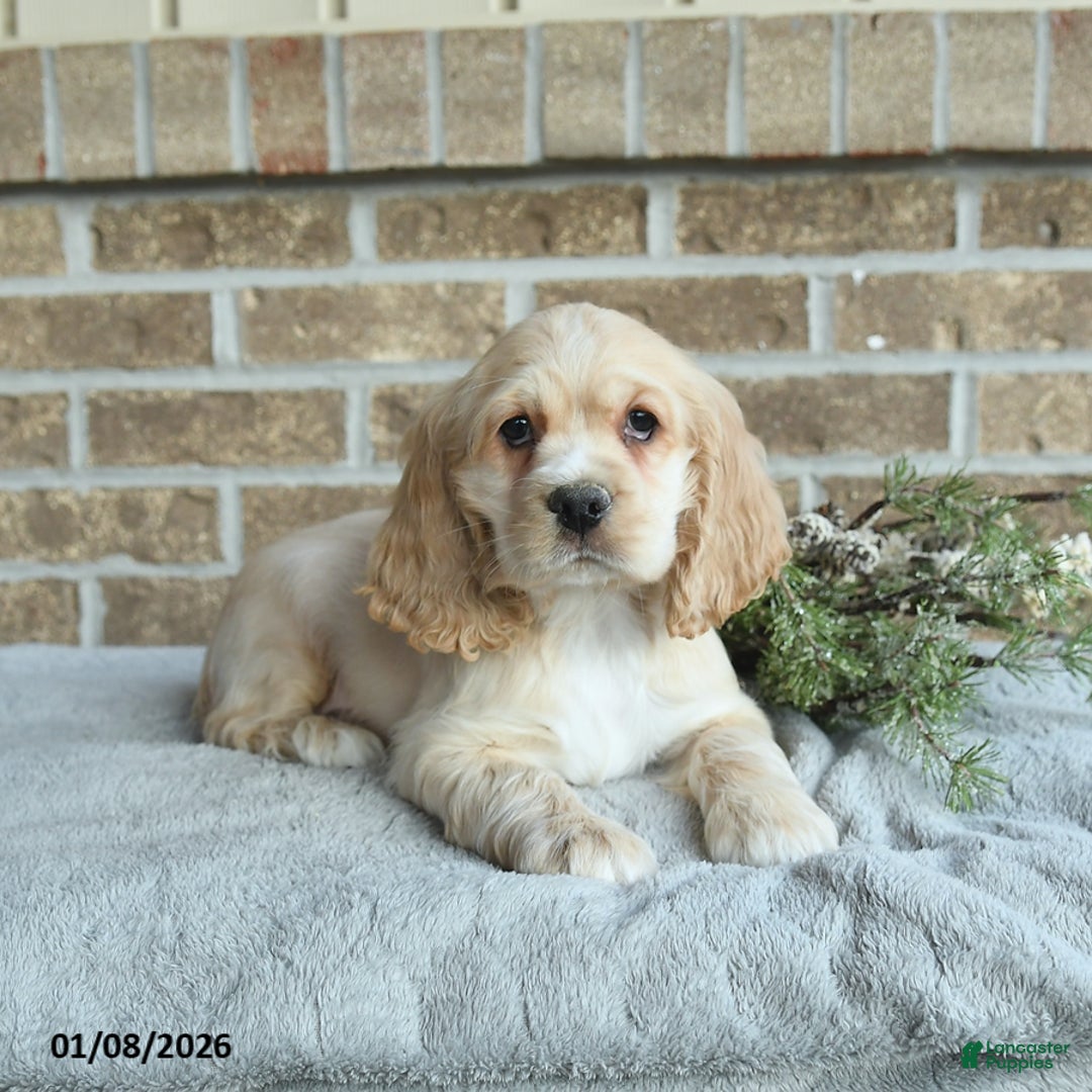 Cocker Spaniel dogs for sale: Scout - Ad 1