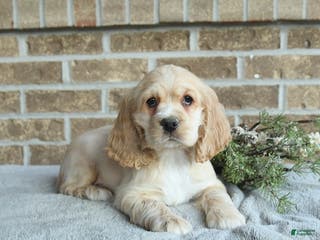 Cocker Spaniel dogs Scout - Ad 25