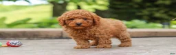 Miniature Poodle dogs for sale: Karter - Ad 1