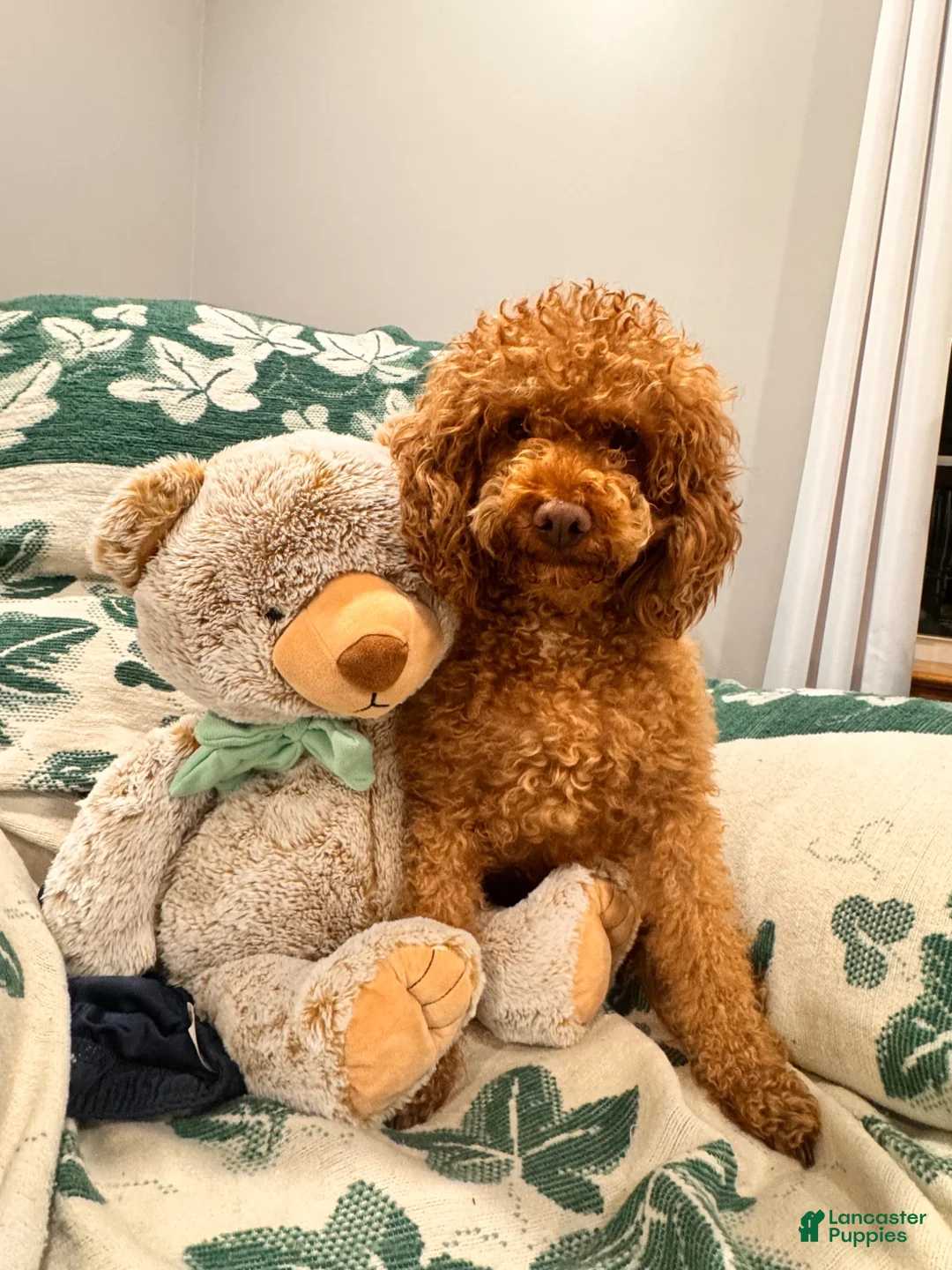 Mini Goldendoodle dogs for sale: Max - Ad 4