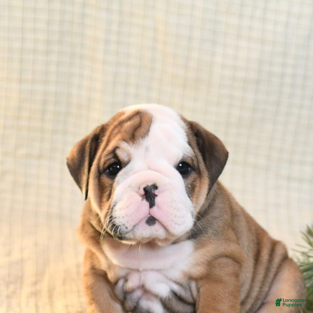 English Bulldog dogs for sale: Snowflake - Ad 4