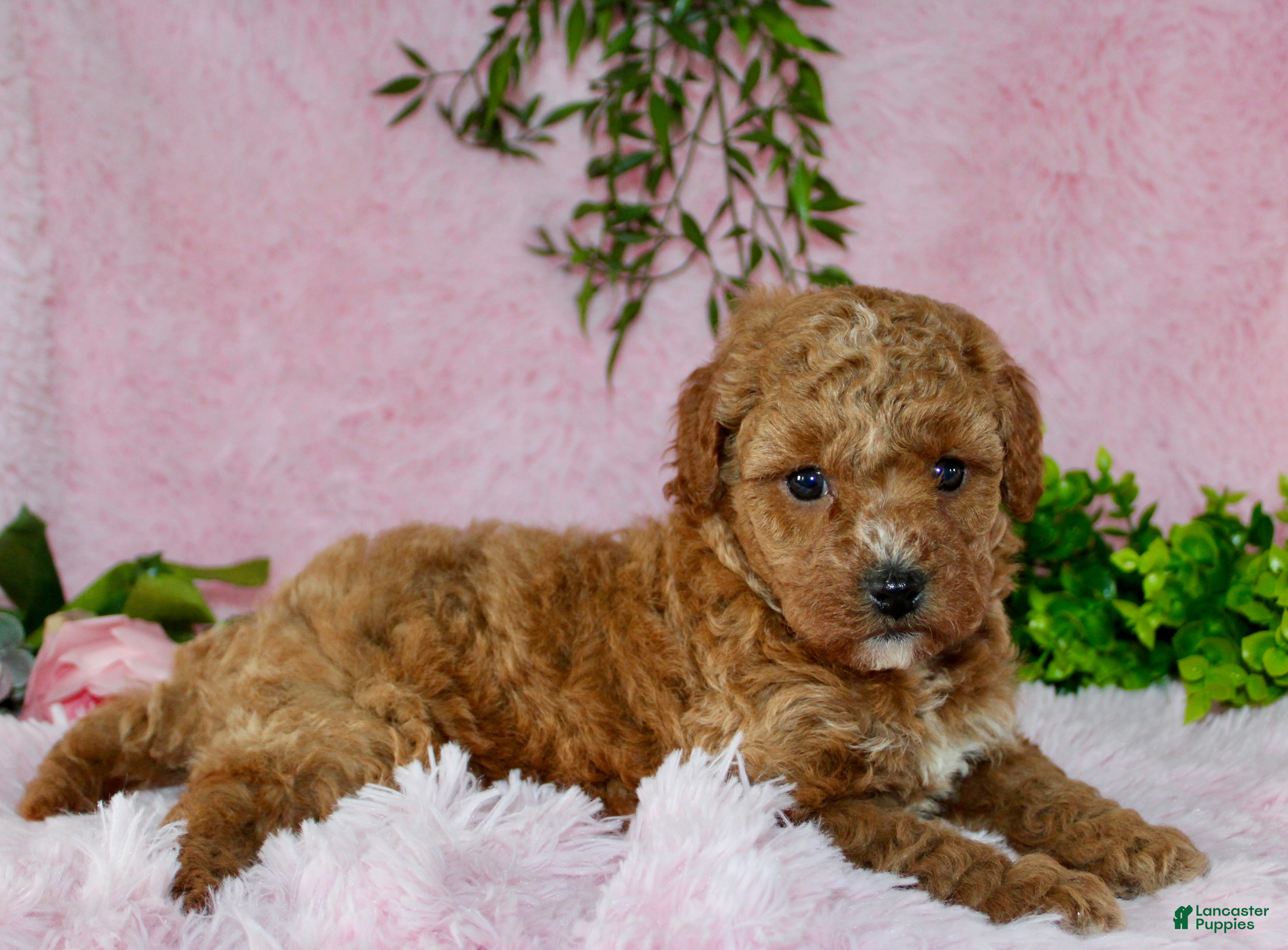 Cavapoo dogs Cavapoo Puppy 3 - Ad 2